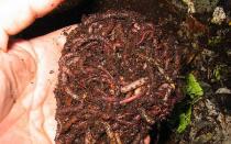 Jak prawidłowo hodować robaki w domu?